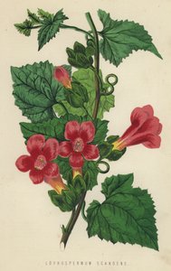Lophospermum Scandens by English School