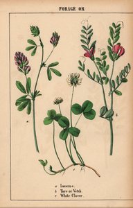 Lucerne, Tare or Vetch, and White Clover, from 