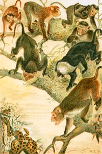 Macaques by English School