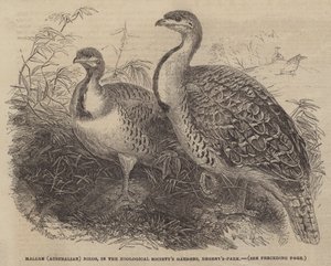 Mallee (Australian) Birds, in the Zoological Society