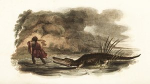 Man saving his wife from the jaws of a crocodile in a river, Philippines