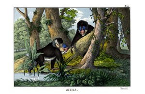 Mandrill