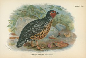 Manipur Painted Bush-Quail by English School