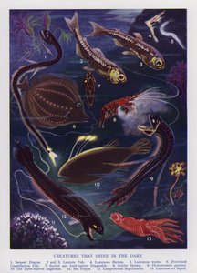 Marine creatures that shine in the dark