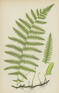 Marsh Fern