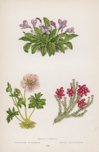 Mazus Pumilio; Geranium Cinereum; Erica Mackaiana by English School