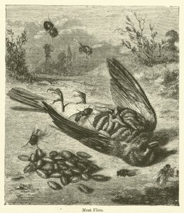 Meat Flies by English School