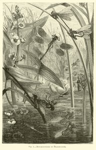 Metamorphoses of Dragon-flies by English School