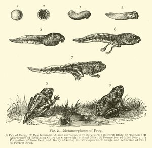 Metamorphoses of Frog by English School
