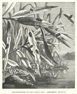 Metamorphoses of the Cuckoo Spit, Aphrophora Spumaria by English School
