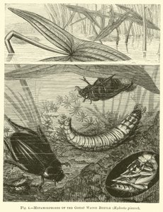 Metamorphoses of the Great Water Beetle, Hydrous pisceus by English School