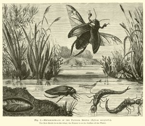 Metamorphoses of the Plunger Beetle, Dyticus marginalis by English School