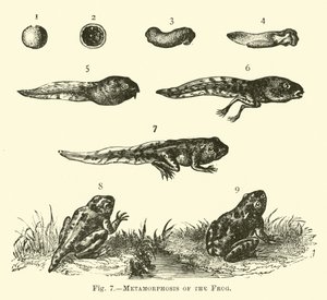 Metamorphosis of the Frog by English School