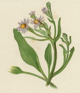 Michaelmas Daisy, Aster Tripolium by English School