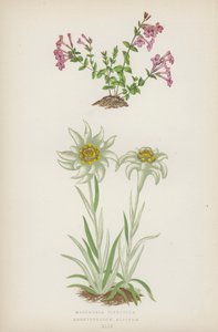 Micomeria Piperella; Leontopodium Alpinum by English School