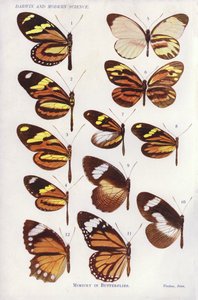 Mimicry in Butterflies