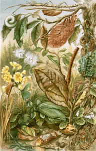 Mimicry in Insects by English School