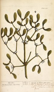 Mistletoe, from 