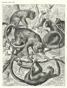 Monkeys by English School