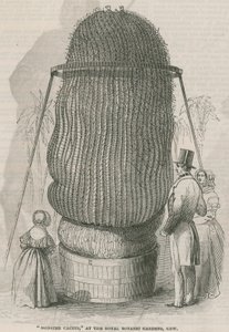 Monster Cactus at the Royal Botanic Gardens, Kew by English School