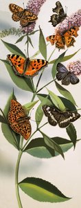 Montage of butterflies
