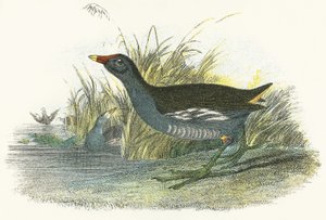 Moor Hen by English School