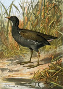 Moorhen