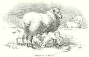 Mother of a Family by English School