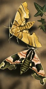 Moths