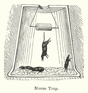 Mouse Trap by English School