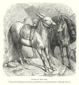 Mules of the East by English School