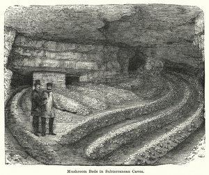 Mushroom Beds in Subterranean Caves