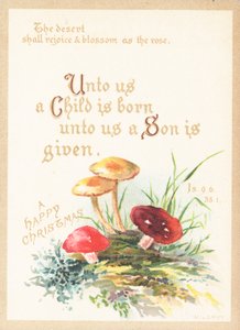 Mushrooms and Toadstools