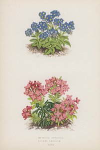 Myosotis Rupicola; Daphne Cneorum by English School