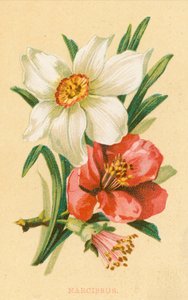 Narcissus