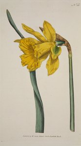Narcissus Major Great Daffodil, hand coloured engraving