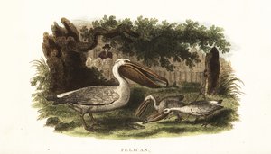 Native American method of fishing with pelicans