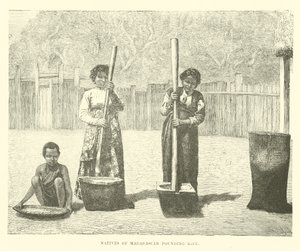 Natives of Madagascar Pounding Rice by English School