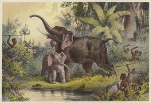 Natives Spearing an Elephant by English School