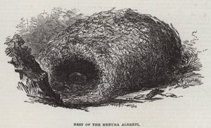 Nest of the Menura Alberti