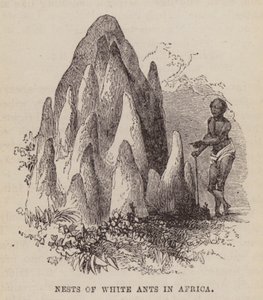 Nests of white ants in Africa