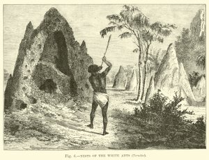 Nets of the White Ants, Termites by English School