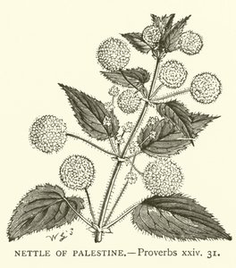Nettle of Palestine, Proverbs, xxiv, 31