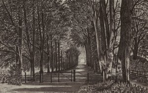 Newbury: Avenue, Highclere Park by English School