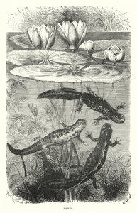 Newts by English School