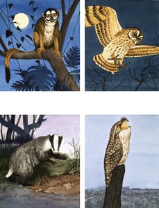 Night Creatures by English School