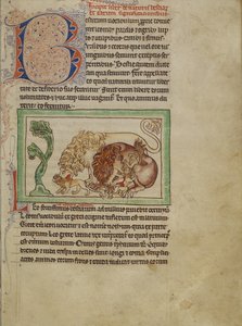 Northumberland Bestiary, c.1250-60 by English School