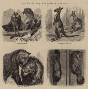 Notes at the Zoological Gardens (engraving) by English School