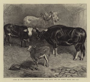 Notes at the Zoological Gardens, Brahmin Bull, Gayal Cow, and Hybrid Heifer and Calf