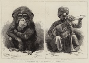 Novelties at the Zoological Gardens by English School